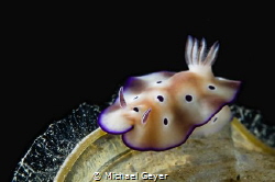 Nudibranch by Michael Geyer 